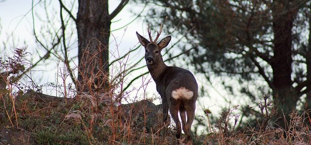 La Policía Foral denuncia varias infracciones de caza mayor en Espronceda (Navarra)