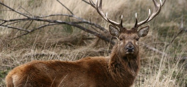 Denunciados dos furtivos por abatir un ciervo en Esteribar