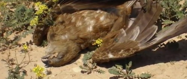Piden 3 años de cárcel para los acusados de matar a 138 aves con veneno en Tudela y Cintruénigo