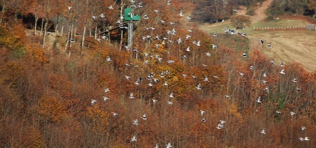 Más de 5.400 palomas caen en las redes pirenaicas