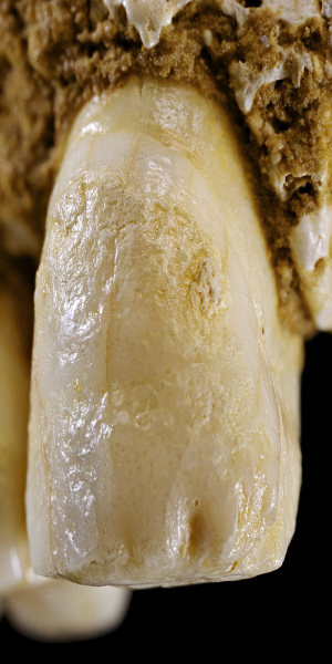 Pieza dental neandertal