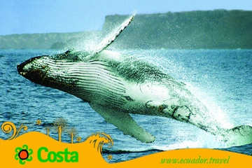Avistamiento ballenas. Ecuador