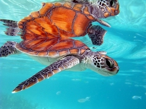 Pequeña tortuga rescatada ©Te Mana O Te Moana