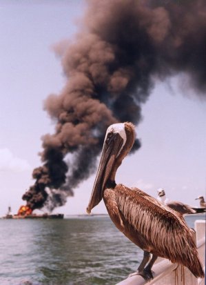pelican-oil1