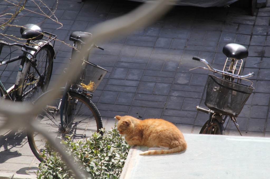 Los gatos al sol de Marzo en Pekín | Foto: Hodei Arrausi