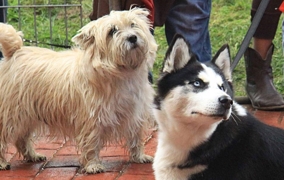 Dos de los perros que participaron en el I Concurso Canino de Galdakao. Foto: Jose Luis Cazallas 