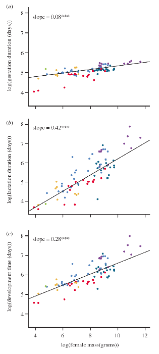 En las gráficas se representan los tiempos de gestación (TG), de lactancia (TL) y de desarrollo (TD) (en días) en función de la masa (en gramos) de la madre, para 83 especies del orden Primates. Los datos se representan tras haber sido transformados logarítmicamente para convertir las funciones potenciales en líneas rectas. Los puntos representan valores medios para cada especie. Rojo: Lemuriformes; dorado: Lorisiformes; verde: Tarsiiformes; azul cielo: Cercopithecoidea; verde azulado: Platyrrhini; púrpura: Hominoidea. Las líneas representan el mejor ajuste (corregido filogenéticamente) utilizando mínimos cuadrados. Todos los valores de b son significativos al 99’9% (***).