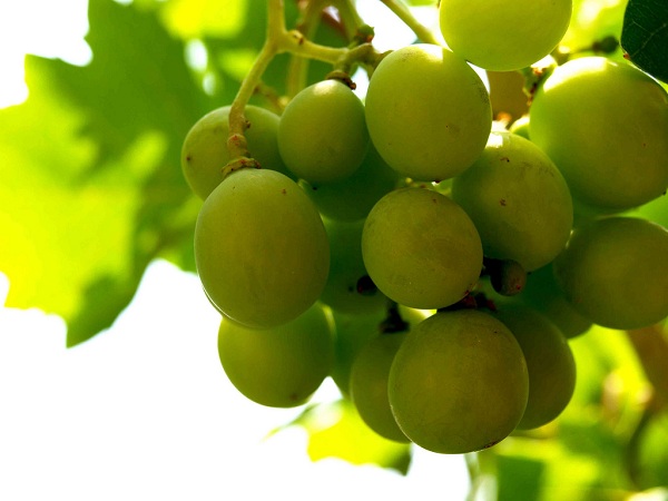 La tradición de las doce uvas en Nochevieja