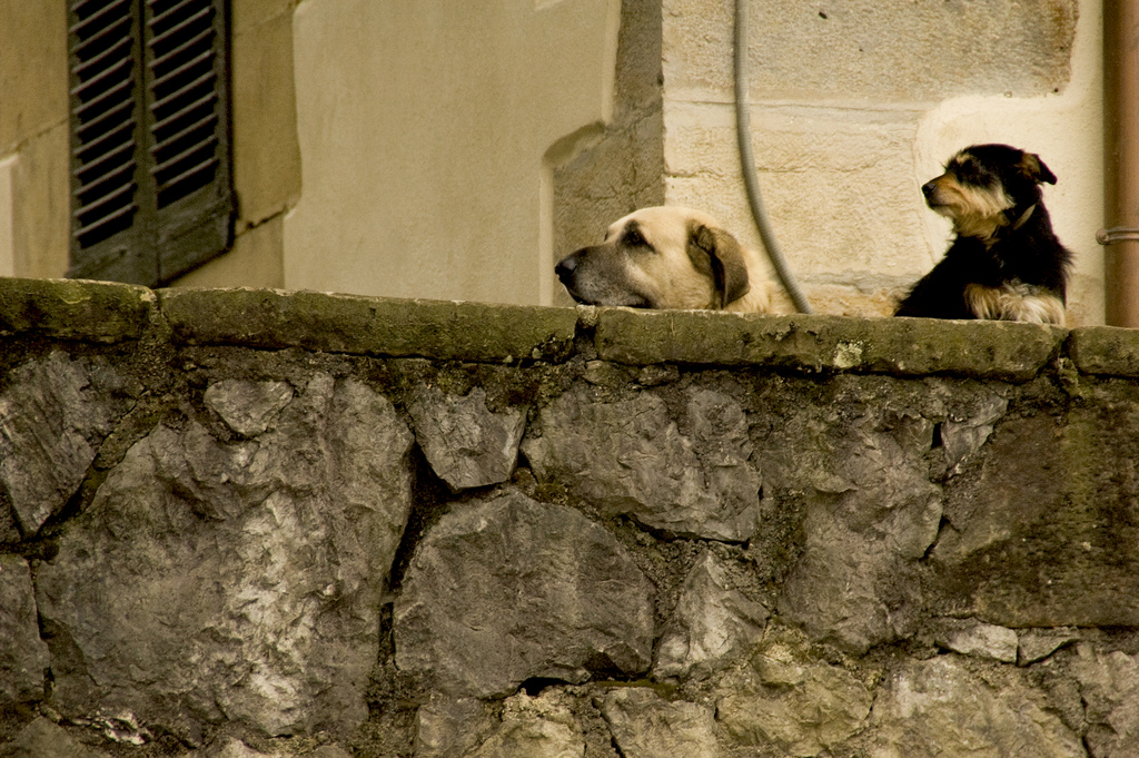 Estos perros también tienen toda la pinta de serlo, seguro que son de Tudela.  Foto de Adrian Zubia