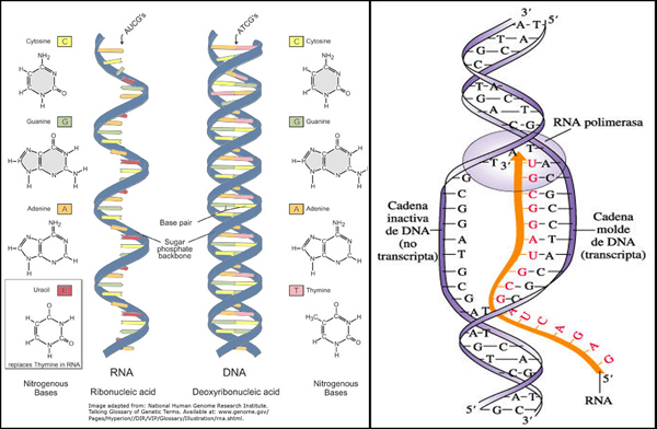 ADN y ARN